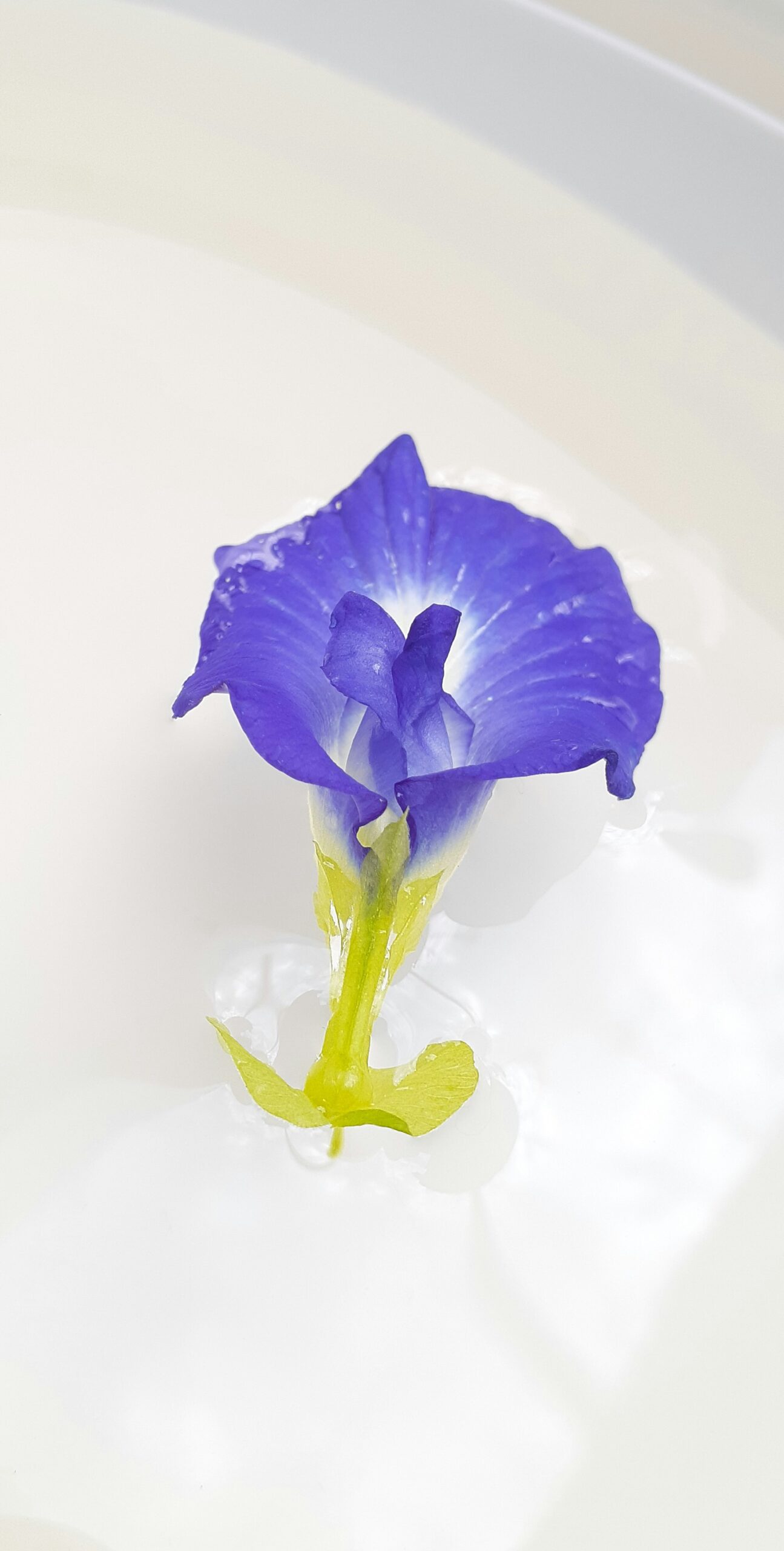 バタフライピーの花