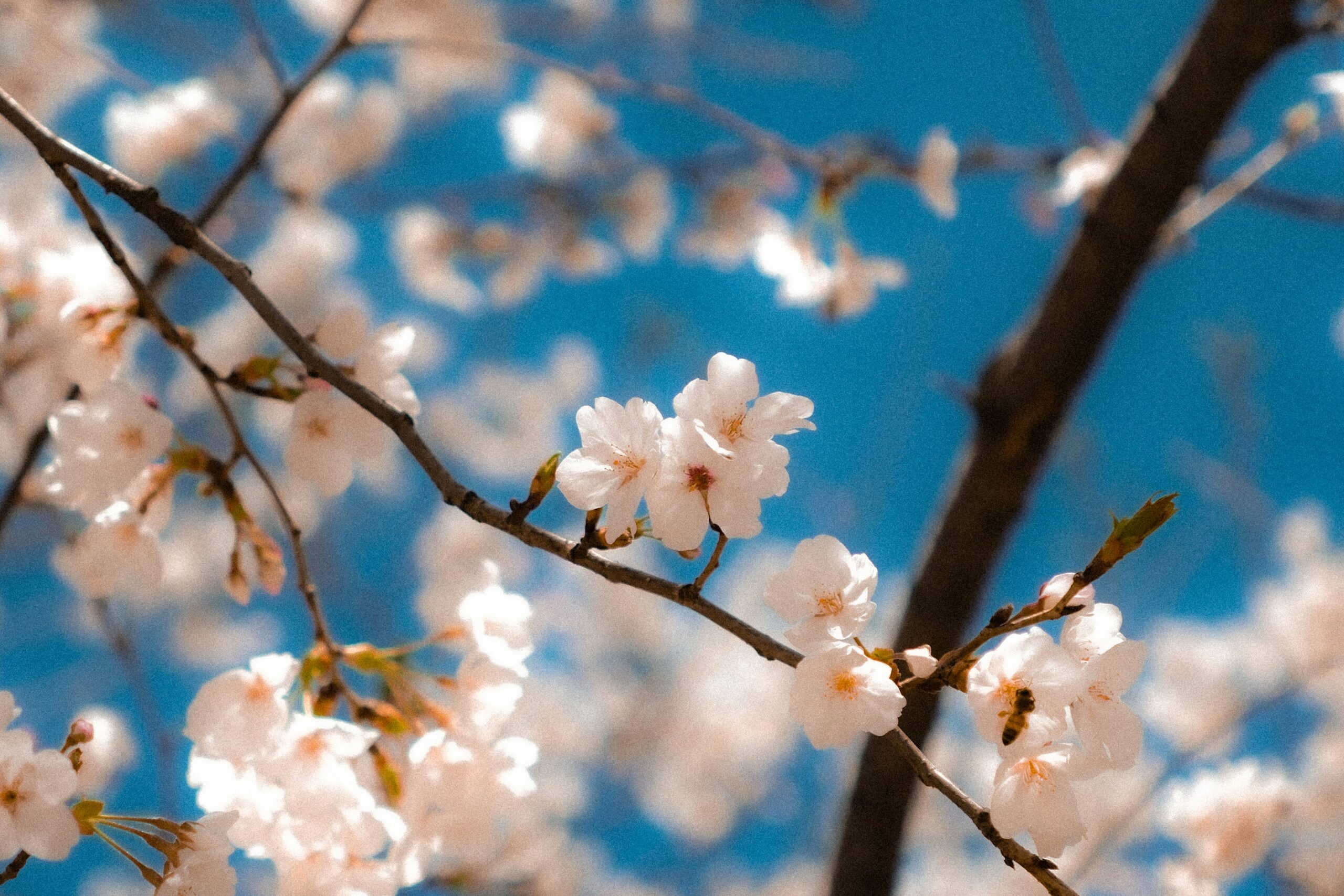春の花々と一緒に楽しむハーブチャイ